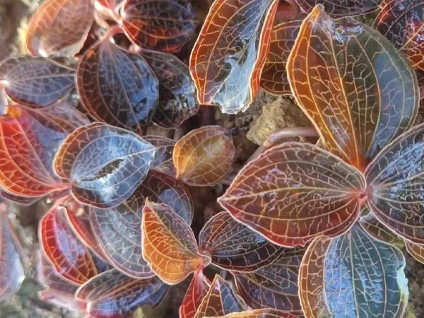 Un ingrédient à base de plantes de qualité supérieure bénéficie d'une reconnaissance mondiale