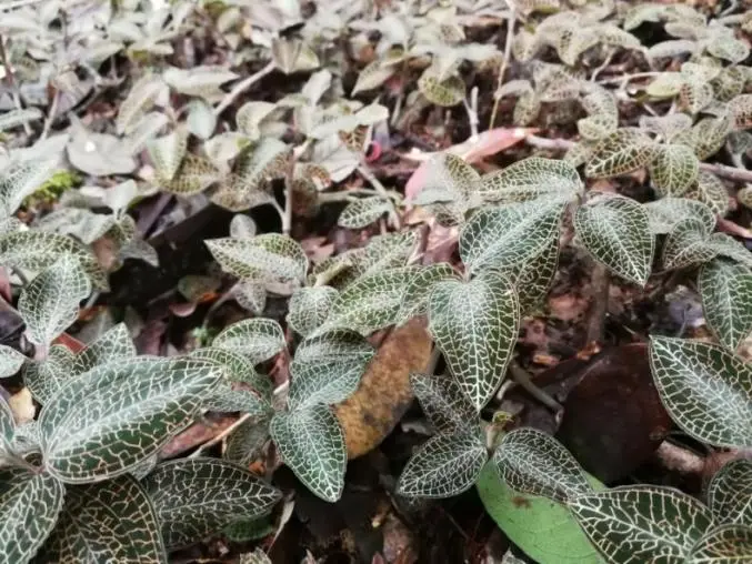 Des scientifiques chinois à Wuhan découvrent Anoectochilus Roxburghii après 20 ans de recherche et développent avec succès un médicament expérimental innovant de classe 1