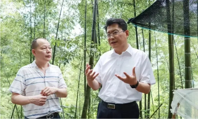 Liu Shuo, secrétaire du comité municipal du Parti de Pingxiang, inspecte la base de plantation d'Anoectochilus