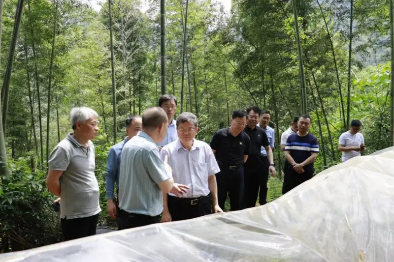 Liu Shuren, directeur du Département de développement et de réforme de l'Administration nationale des forêts et des prairies, enquête sur la base de plantation d'Anxin Shibawan Anoectochilus