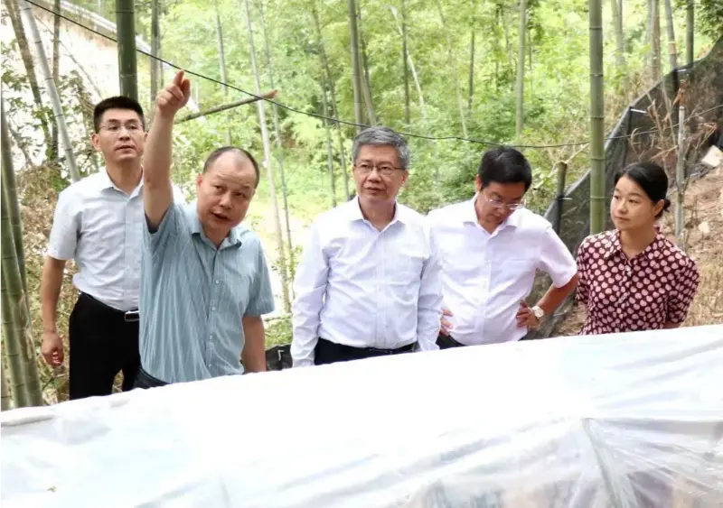 Liu Hongning, doyen de l'Institut de recherche avancée de l'Université de médecine traditionnelle chinoise du Jiangxi et ancien secrétaire du Parti de l'université, dirige le groupe d'experts provincial pour une réforme globale de la médecine traditionnelle chinoise dans le Jiangxi afin de mener des recherches dans notre base d'Anoectochilus. Liu Hongning, doyen de l'Institut de recherche avancée de l'Université de médecine traditionnelle chinoise du Jiangxi et ancien secrétaire du Parti de l'université, dirige le groupe d'experts provincial pour une réforme globale de la médecine traditionnelle chinoise dans le Jiangxi afin de mener des recherches dans notre base d'Anoectochilus.