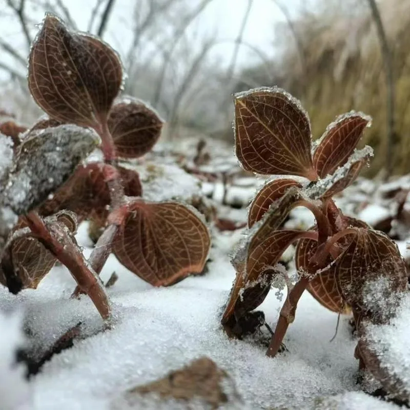 Anoectochilus Roxburghii séché de qualité supérieure, cultivé biologiquement